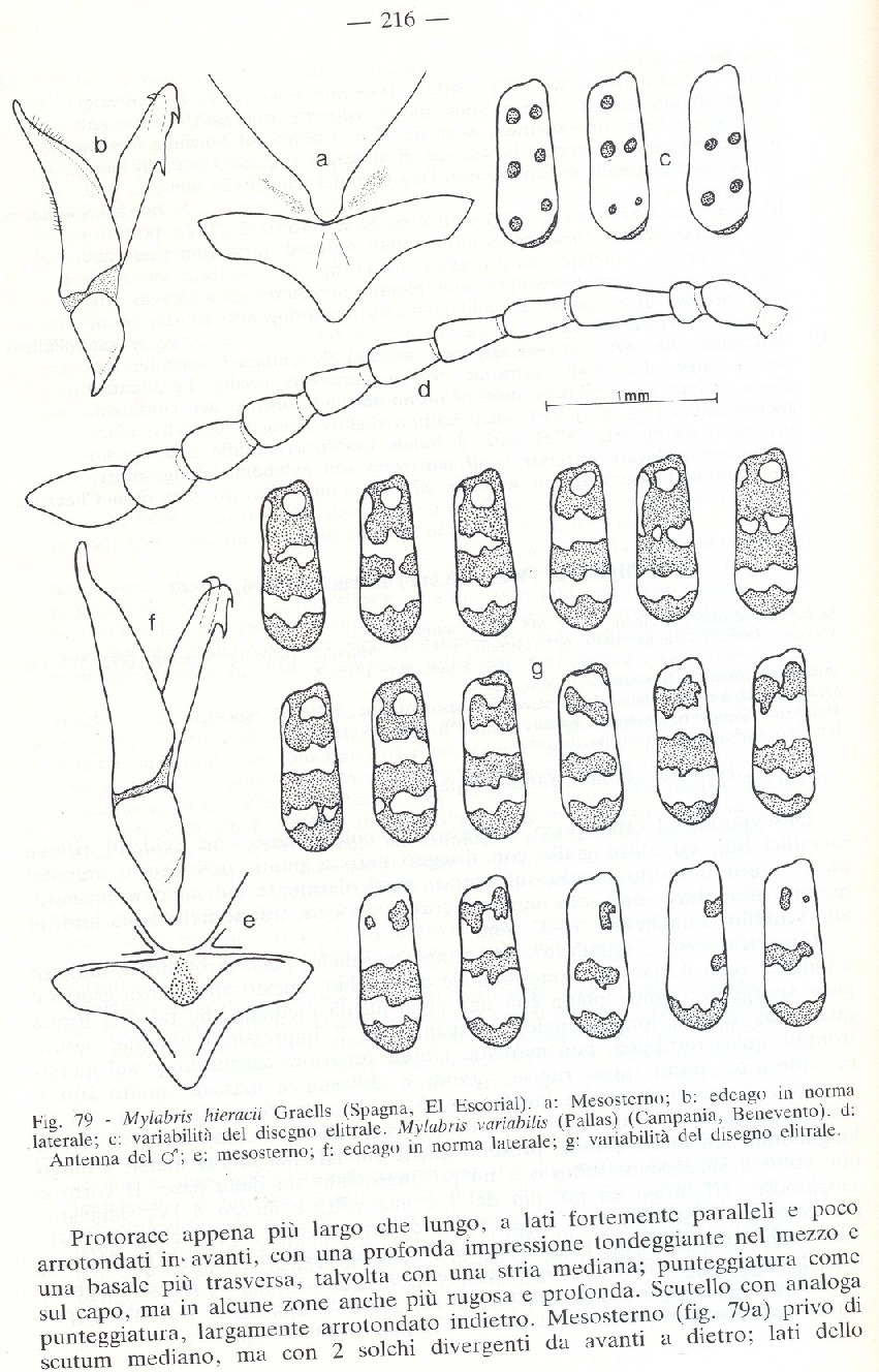 Mylabris quadripunctata
